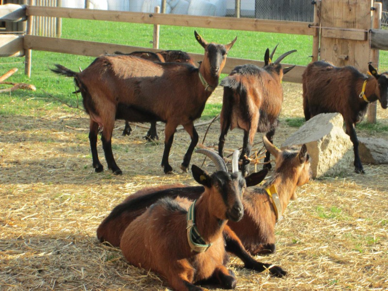 Flyer/Grafik zum Event: Tierischer Nachmittag am Sa., 23.11.2019 von 16:00 bis 17:00 Uhr