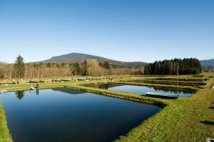 Fischereilicher Lehr- und Beispielsbetrieb Lindbergmühle als Einsatzstelle für das Freiwillige Ökologische Jahr anerkannt