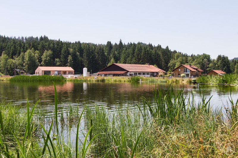 Der Fischereiliche Lehr- und Beispielsbetrieb Lindbergmühle investiert kontinuierlich in seine Zukunftsfähigkeit. Blick über einen naturnahen Teich mit Schilf im Vordergrund auf den Fischereilichen Lehr- und Beispielsbetrieb Lindbergmühle, umgeben von mehreren Gebäuden mit roten Dächern und dichtem Wald im Hintergrund.