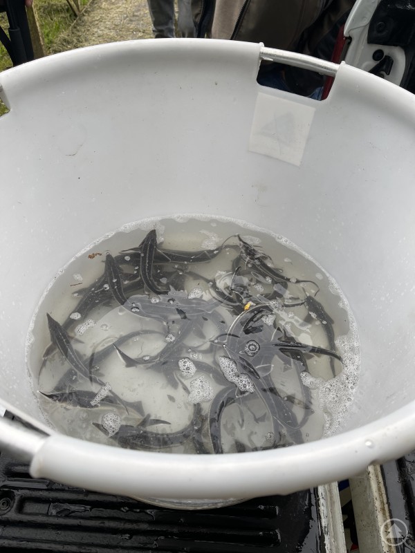 Ein weißer Eimer mit Wasser, in dem mehrere junge Sterlets schwimmen.