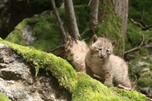 Luchs-Nachwuchs im Tier-Freigelände