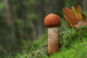 Von Dobernigl bis Rundspor-Lorchel