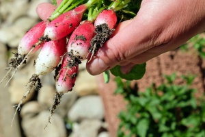 Mittelständische Gärtnereien auf dem Weg aus der Krise