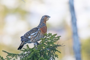 Im Kerngebiet muss jetzt auf den Wegen geblieben werden