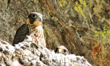 Höllbachgespreng ist ab 1. Februar gesperrt