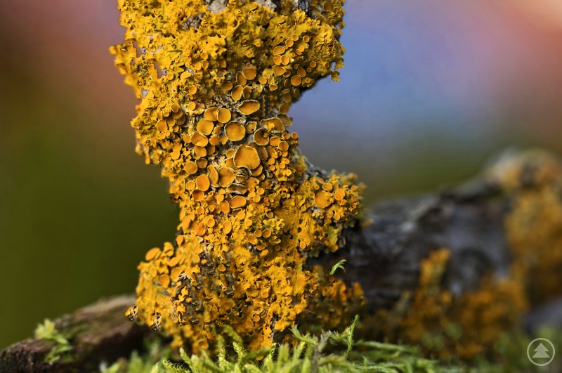 Beim heurigen kühlen Novemberwetter konnten verschiedene Flechtenarten im Bayerischen Wald gut gedeihen. Das Foto zeigt eine prachtvoll ausgebildete “Gelbe Schüsselflechte”, die mit Vorliebe an alten Holundersträuchern wächst. Das Foto zeigt eine prachtvoll ausgebildete “Gelbe Schüsselflechte”, die mit Vorliebe an alten Holundersträuchern wächst.