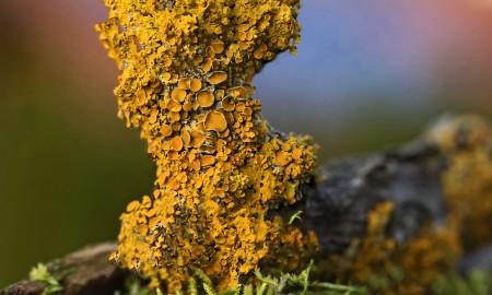 Novemberwetter 2025 /  Bayerischer Wald