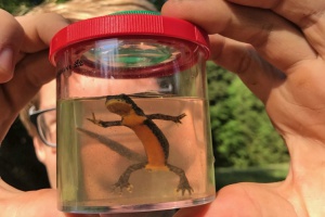 Kinder entdecken die Natur