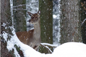 Wie Tiere über den Winter kommen