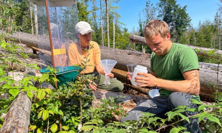 Beetle Trees: Totholz und alte Bäume als Lebensraum für seltene Käferarten