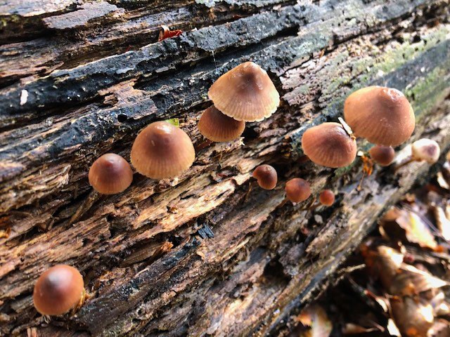 Wie der Klimawandel und andere Umwelteinflüsse auf Totholz und Zersetzungsprozesse wirken, will Referent Jasper Schreiber bei seinem Vortrag zeigen. Auf einem morschen, liegenden Baumstamm wachsen zahlreiche kleine braune Pilze. Das Holz ist deutlich zersetzt, die Rinde ist größtenteils abgefallen. Die Pilze sind in unterschiedlichen Größen zu sehen, teils eng aneinander gruppiert. Im Vordergrund liegen trockene Blätter am Boden.