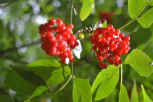 SommerSpezial (3): Der Wald und seine Menschen