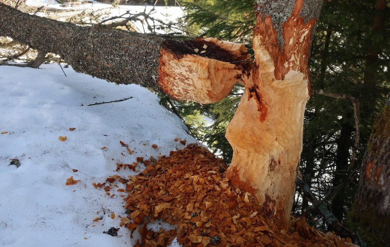 Flyer/Grafik zum Event: Winterliche Auenlandschaft im Nationalpark am Fr., 26.12.2025 von 11:00 bis 14:00 Uhr
