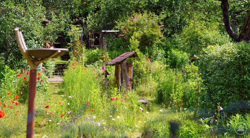 Wer den Rasenmäher jetzt stehen lässt, lockt zum Zählwochenende mehr Vögel an. Ein naturnaher Garten mit blühenden Pflanzen, hohen Gräsern und wilden Ecken bietet zahlreichen Vogelarten und Insekten Lebensraum.