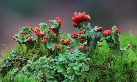 Die kleine Welt der Flechten