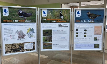 Ausstellung zum Kiebitz, Vogel des Jahres 2024, noch bis Donnerstag, 21. März, im Foyer des Landratsamtes zu sehen