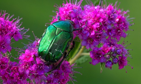 "Wammerlwetter" im Monat Juni