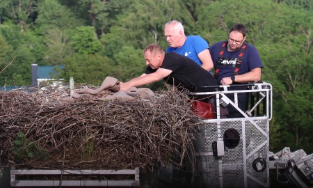 Erste Storchberingung durch Nationalparkmitarbeiter in Grafenau