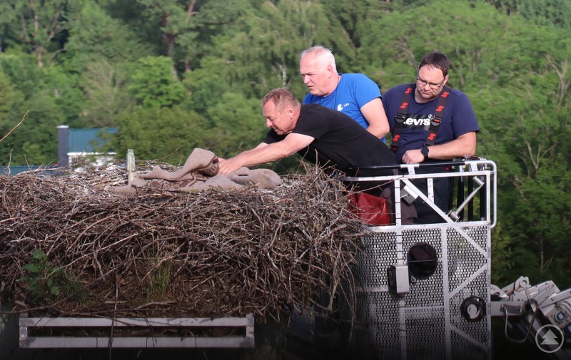 Bei der Beringung im Korb der Drehleiter: Nationalparkmitarbeiter Helmut Hackl (v.l.), Markus Schmidberger vom LBV und Andreas Stecher, Kommandant der Freiwilligen Feuerwehr Grafenau. Drei Männer in einer Feuerwehr-Drehleiter beringen Jungstörche in einem großen Horst aus Ästen auf einem Dach. Einer der Männer hält eine Decke über die Vögel.