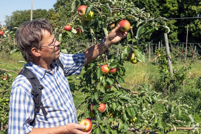 Hans Göding demonstriert, wie man durch leichtes Kippen erkennt, ob ein Apfel erntereif ist. Ein Mann in kariertem Hemd steht in einer Obstwiese und prüft einen Apfel am Baum, während er einen weiteren Apfel in der Hand hält.