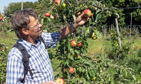 Mehr als Gala und Elstar: Deutenkofen setzt auf Apfelvielfalt