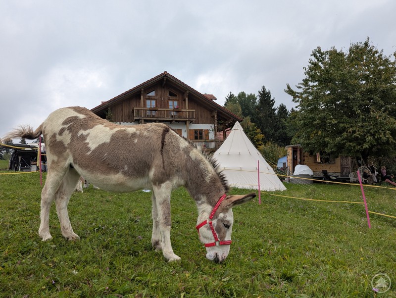 Esel grast entspannt auf grüner Weide