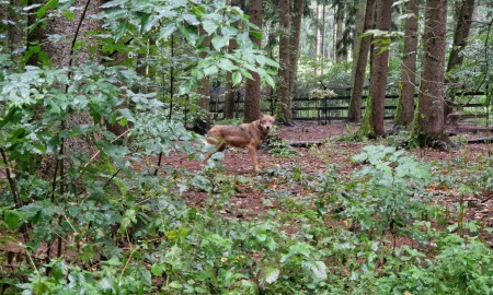 Neues Zuhause für Wolf aus dem Tier-Freigelände