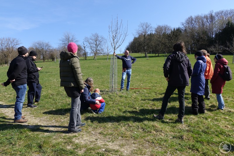 Stadtgärtner Robert Schneider demonstriert an einem jungen Birnbaum den richtigen Schnitt Gruppe von Teilnehmern steht auf einer Streuobstwiese und beobachtet eine Demonstration zum Obstbaumschnitt an einem jungen Baum