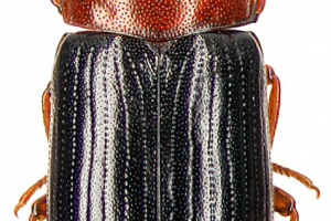 Die wilden 14 sind jetzt 15