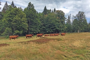 Hochschachten ist wieder beweidet