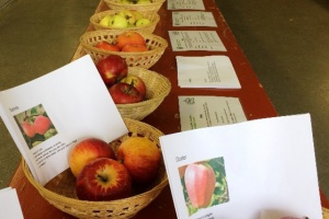 Streuobstaktion mit Obstsortenausstellung am Staatsgut Kringell