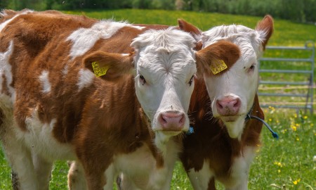 Ausbruch der Blauzungenkrankheit im Landkreis