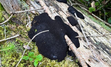 Erneut seltener Schleimpilz im Nationalpark Bayerischer Wald entdeckt