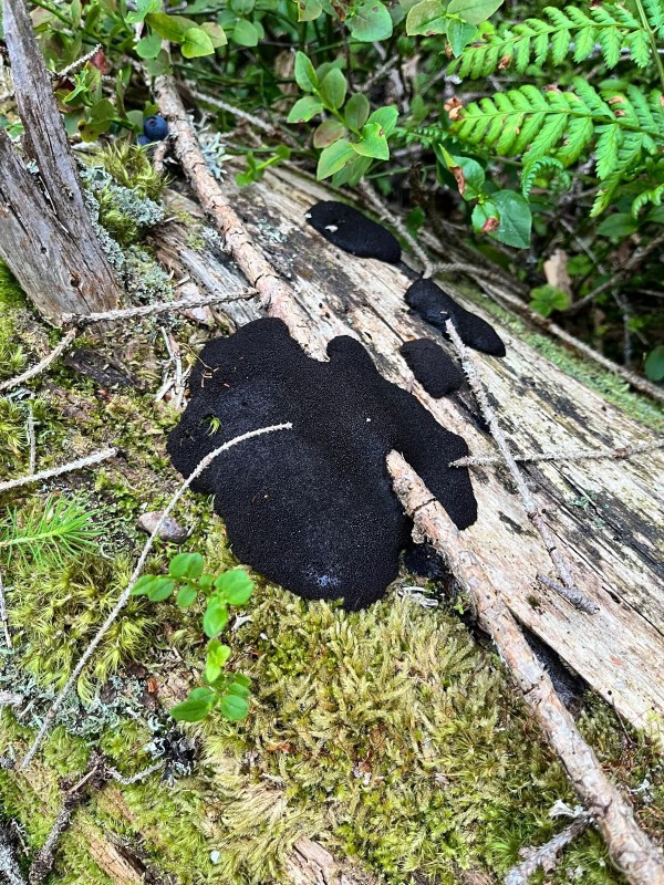 Sieht aus wie ein schwarz glänzendes Kissen: der Röhrige Schleimpilz. Diese auffällige Art konnte nun erstmals im Nationalpark nachgewiesen werden. Schwarzer, kissenförmiger Schleimpilz auf einem moosbedeckten, vermodernden Baumstamm im Wald.