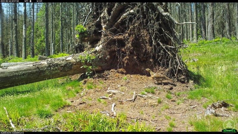 Eine Auerhenne steht mit ihren K&uuml;ken vor einem umgest&uuml;rzten Baum und nutzt den Wurzelteller im Wald.
