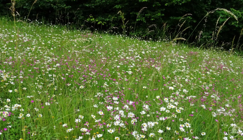 artenreiche Bergmähwiese bei Schlößbach