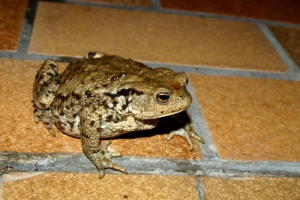 Vorsicht, die Laichzeit der Amphibien läuft