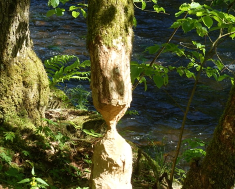 Flyer/Grafik zum Event: Wanderung entlang der Flüsse Ilz und Ohe am Mi., 06.05.2026 ab 13:00 Uhr
