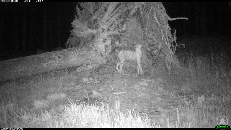 Ein Luchs steht nachts vor einem Wurzelteller im Wald und schnuppert aufmerksam am Boden.