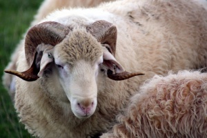 Junge Künstler, alte Meister, viele Tiere