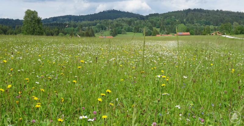 Bergmähwiese mit Mageriten und rauem Löwenzahn bei Auersbergsreut