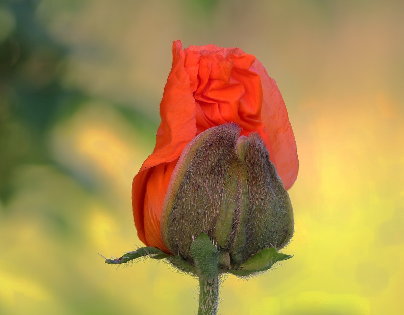 Flyer/Grafik zum Event: "Perlen der Zeit" am Di., 28.06.2022