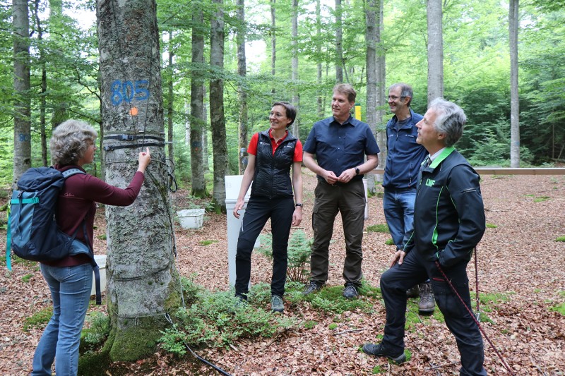 Dr. Peter Pröbstle (r.) im Austausch mit Dr. Angelika Kölbl, Ursula Schuster, Prof. Jörg Müller und Prof. Marco Heurich im Nationalpark Bayerischer Wald. Fünf Personen stehen in einem dichten Laubwald um einen markierten Baum und diskutieren; eine Frau zeigt auf ein Messgerät am Stamm.