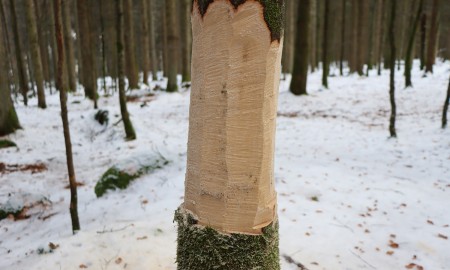 43. Treffen der ehemaligen Führungsdienstgrade der Landkreisfeuerwehren – gelebte Brauchtumspflege