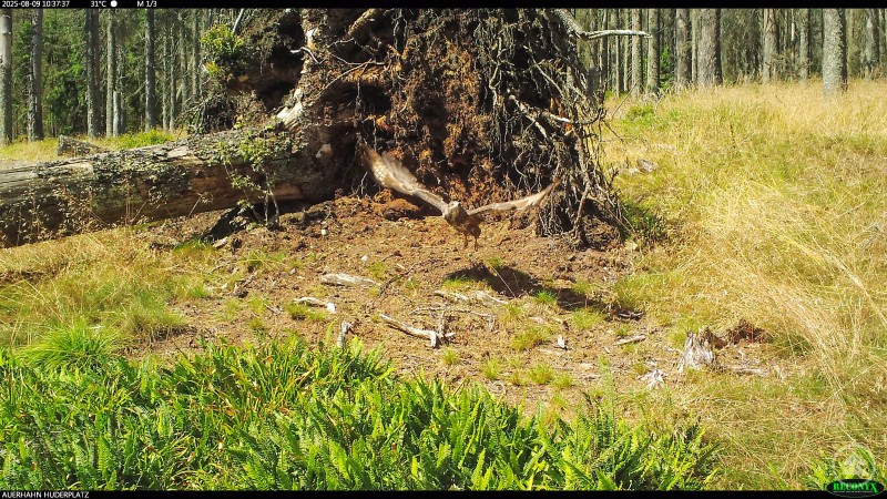 Ein M&auml;usebussard hebt vom Boden ab und breitet seine Fl&uuml;gel vor einem Wurzelteller im Wald aus.