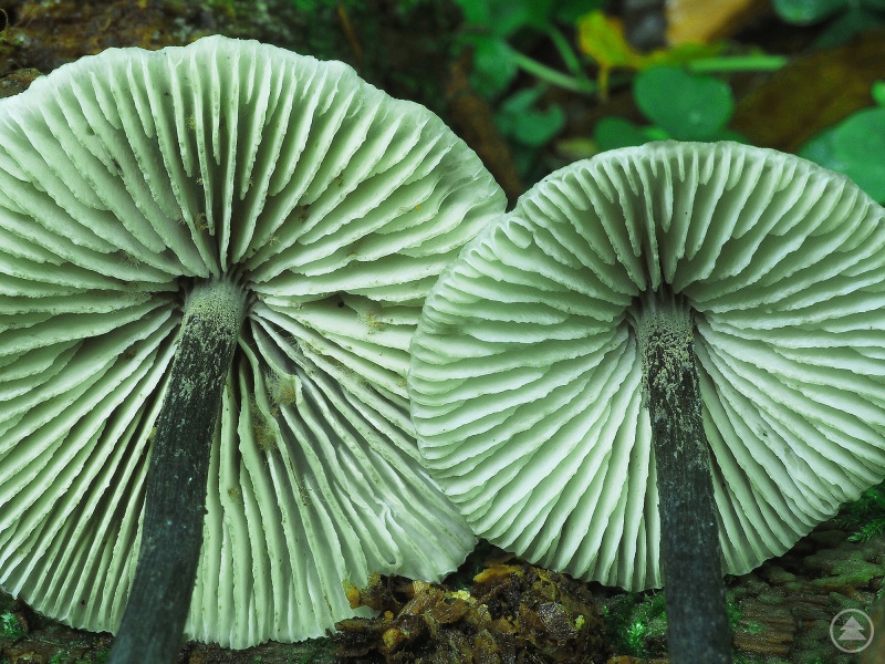 Gehört zu den seltenen Funden: der Buchenwald-Zärtling