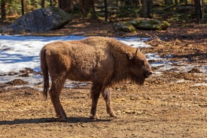 Nationalpark-Wisent für Rumänien