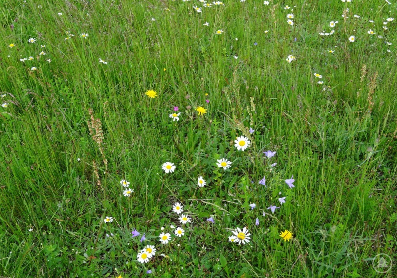 artenreicher Borstgrasrasen bei Heinrichsbrunn – der Bürstling ist auf dieser Wiese nicht dominant, so sollte es im Idealfall eigentlich sein