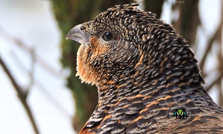 Wilder Adventskalender