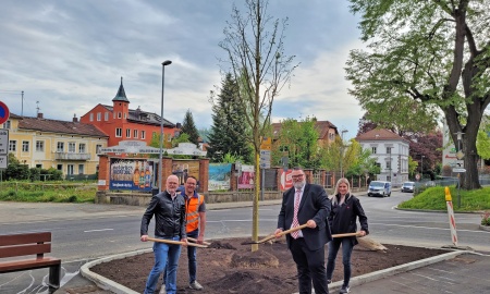 Neue Linde für den Kapuzinerplatz